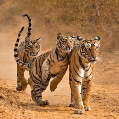 Ranthambore