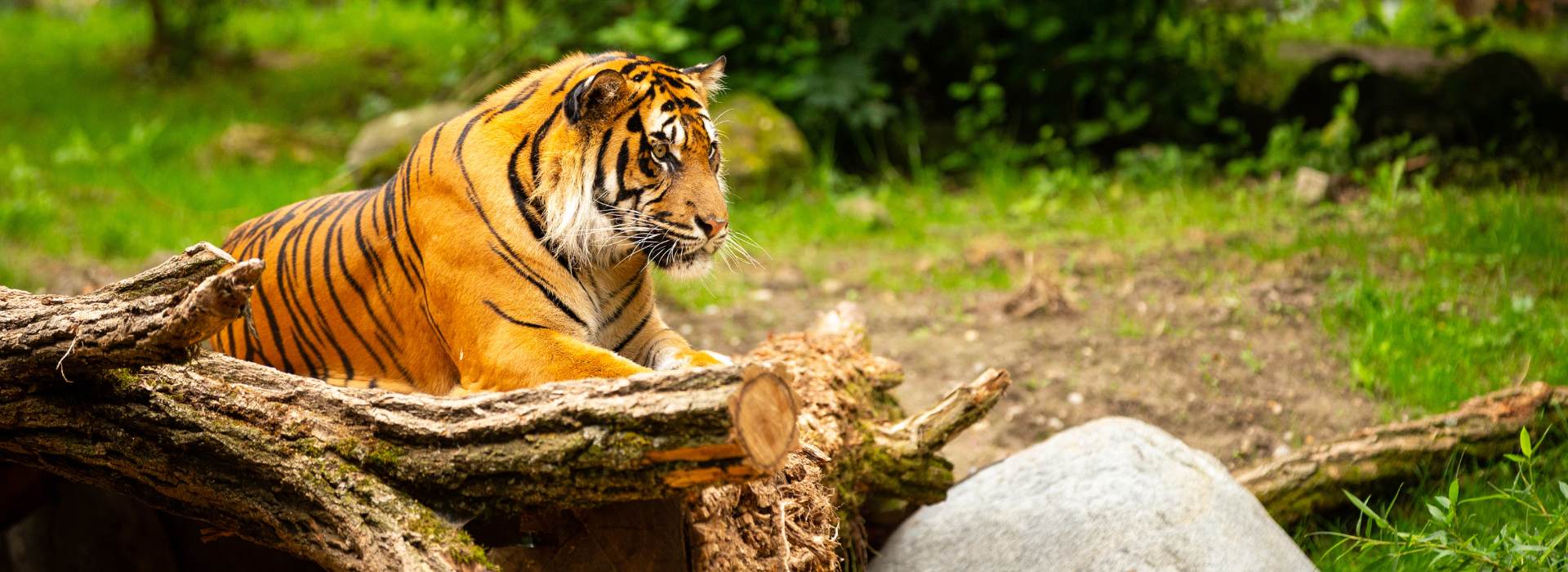 Golden Triangle Tour with Ranthambore
